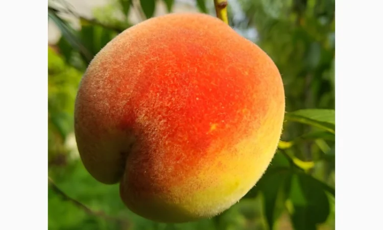 Персик Хасанский - фото № 8