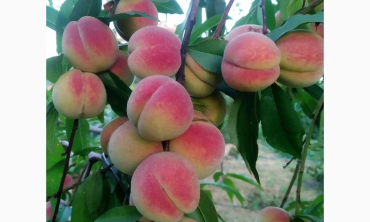 Персик Хасанский - фото № 1