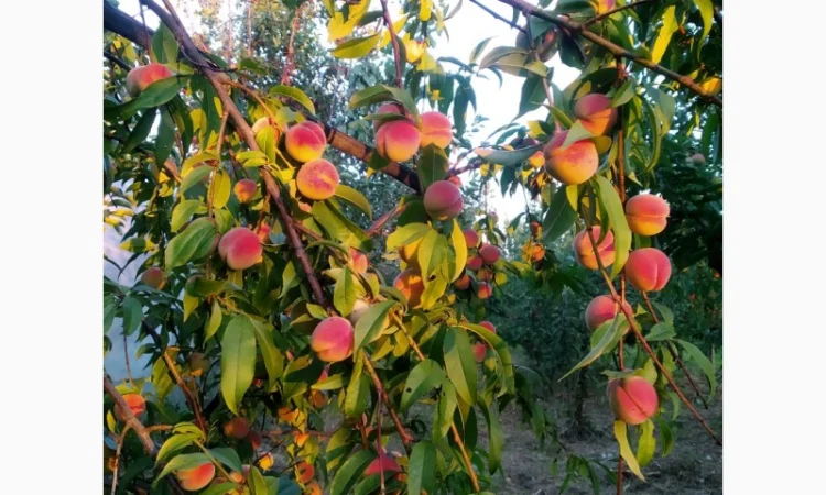 Персик Хасанский - фото № 2