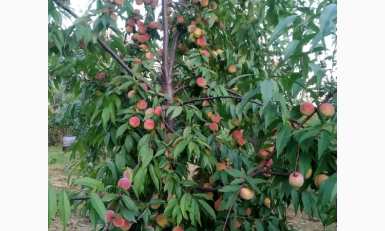 Персик Хасанский - фото № 3