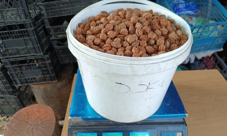 Персик Хасанский - фото № 5