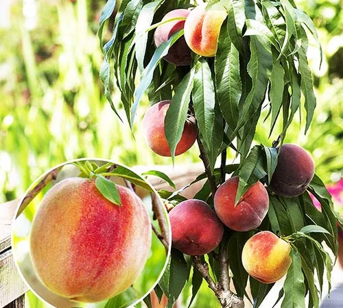 Саджанці Персика колоновидного "Еліс Кол" (високоврожайний) - фото № 1