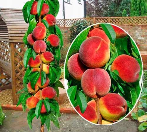 Саджанці Персика колоновидного "Еліс Кол" (високоврожайний) - фото № 2