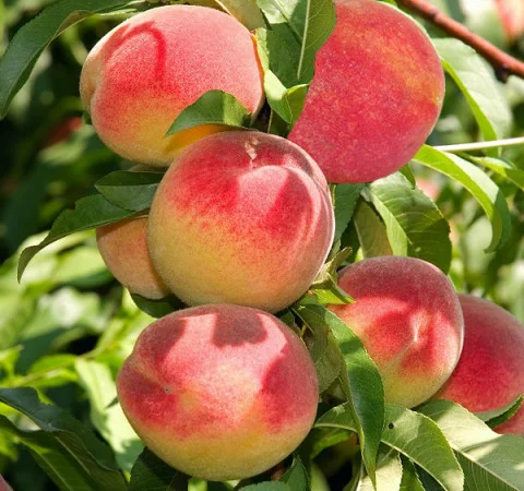 Саджанці Персика колоновидного "Еліс Кол" (високоврожайний) - фото № 3