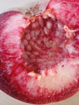 Саженцы персиков, уже сегодня в продаже - фото № 1