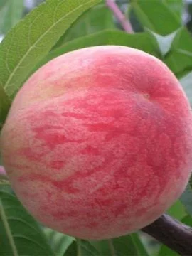 Саженцы персиков, уже сегодня в продаже - фото № 2