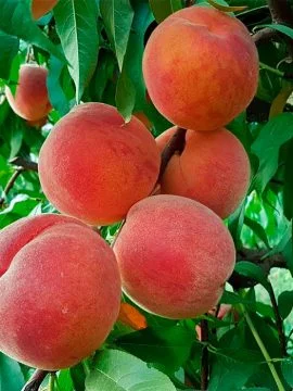 Саженцы персиков, уже сегодня в продаже - фото № 5