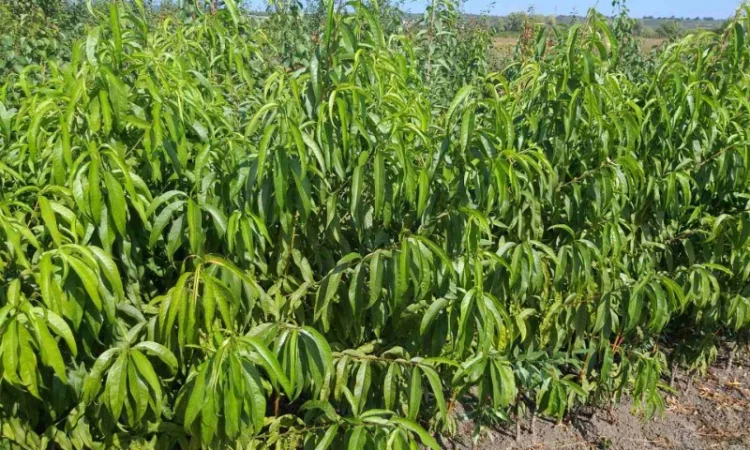Саженцы Нектаринов - фото № 1