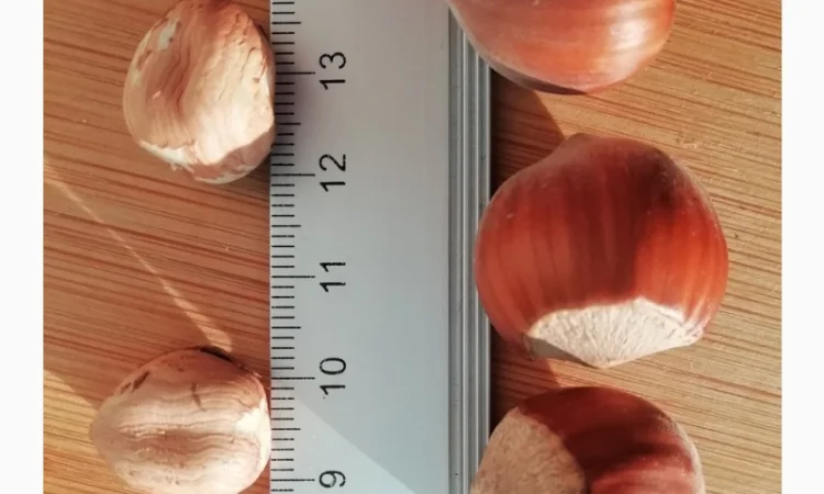 Дворічні саджанці фундука Каталонський, вкс - фото № 1