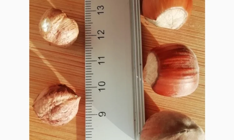 Фундук Тонда Джентіле Делле Ланге, дворічні саджанці - фото № 1