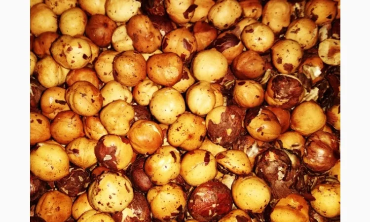 Фундук Тонда Джентіле Делле Ланге, дворічні саджанці - фото № 2