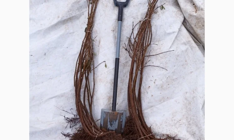 Фундук Тонда Джентіле Делле Ланге, дворічні саджанці - фото № 3