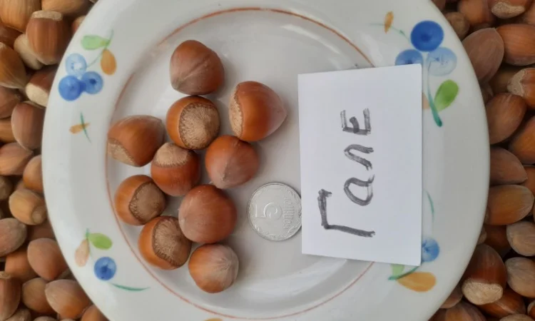 Фундук саджанці - фото № 1