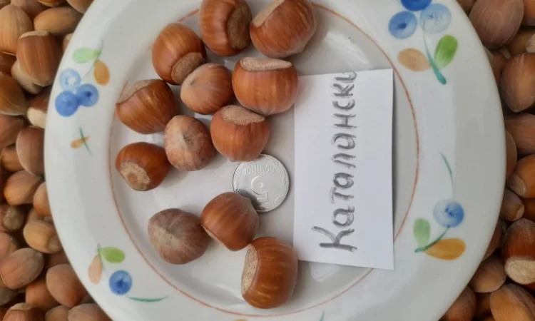 Фундук саджанці - фото № 2