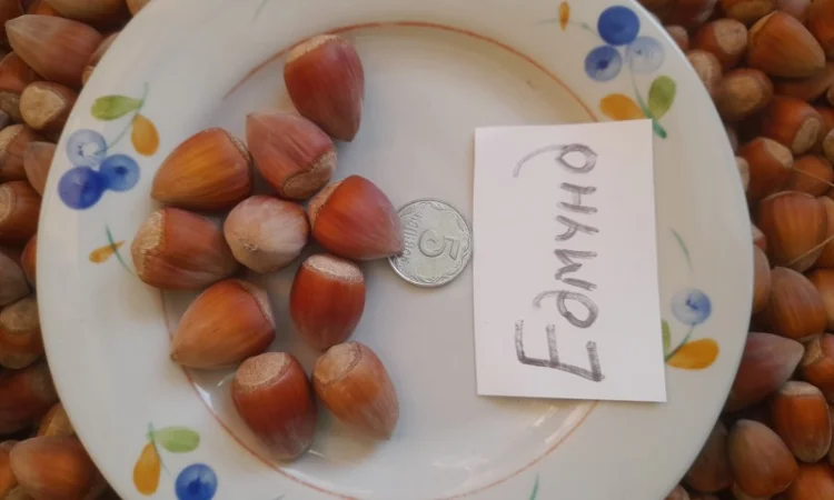 Фундук саджанці - фото № 3