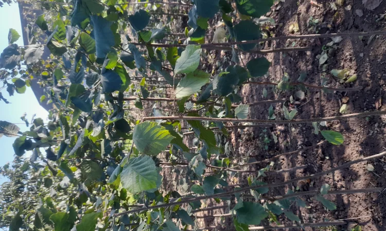 Фундук саджанці - фото № 4