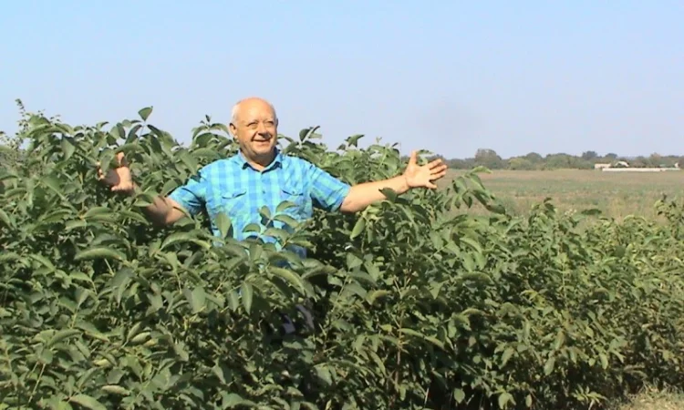 Фундук - 2- летнее растение - фото № 1