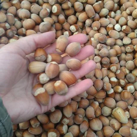 Фундук саженцы новые американские и европейские сорта дешево - фото № 9