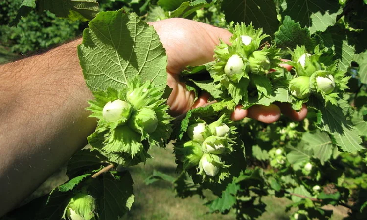 Фундук саженцы новые американские и европейские сорта дешево - фото № 11