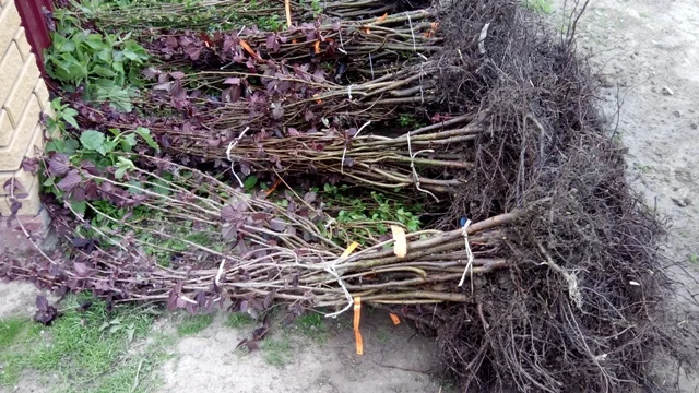 Фундук саженцы новые американские и европейские сорта дешево - фото № 12