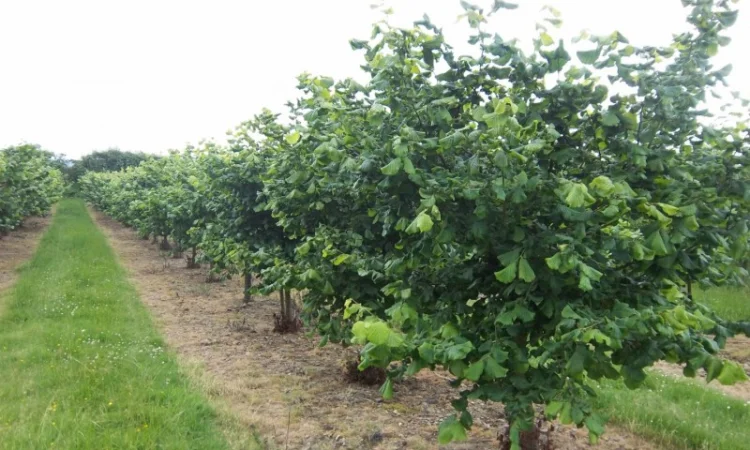 Фундук саженцы новые американские и европейские сорта дешево - фото № 3