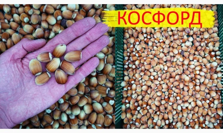 Фундук саженцы новые американские и европейские сорта дешево - фото № 4