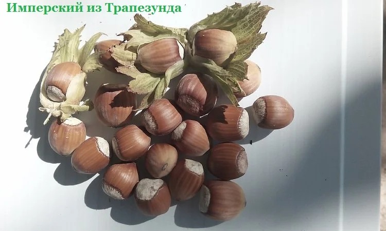 Фундук саженцы новые американские и европейские сорта дешево - фото № 5