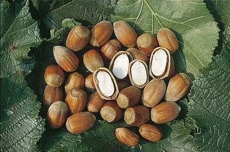 Фундук саженцы новые американские и европейские сорта дешево - фото № 7