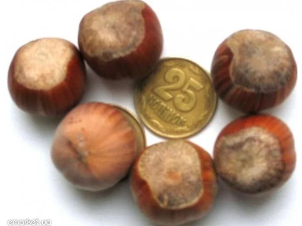 Саженцы Фундука и Лещины Трапезунд: Боровской, Вебба, Лещина, Варшавский - фото № 7