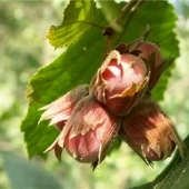 Саженцы Фундука и Лещины Трапезунд: Боровской, Вебба, Лещина, Варшавский - фото № 2