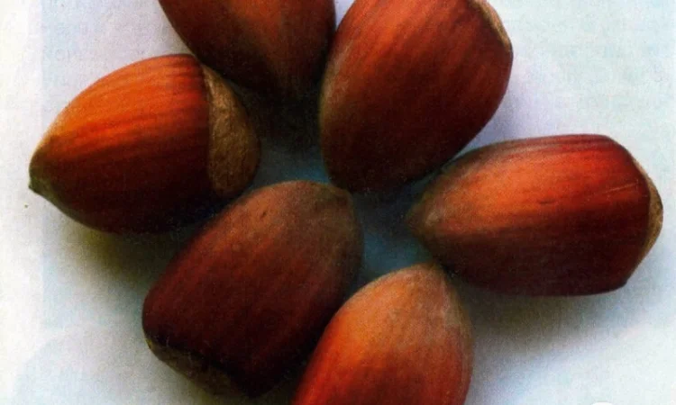 Саженцы Фундука и Лещины Трапезунд: Боровской, Вебба, Лещина, Варшавский - фото № 8