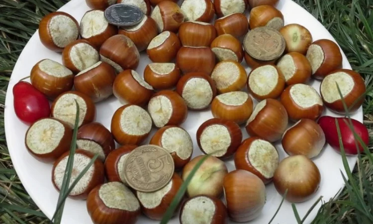 Саженцы Фундука и Лещины Трапезунд: Боровской, Вебба, Лещина, Варшавский - фото № 4