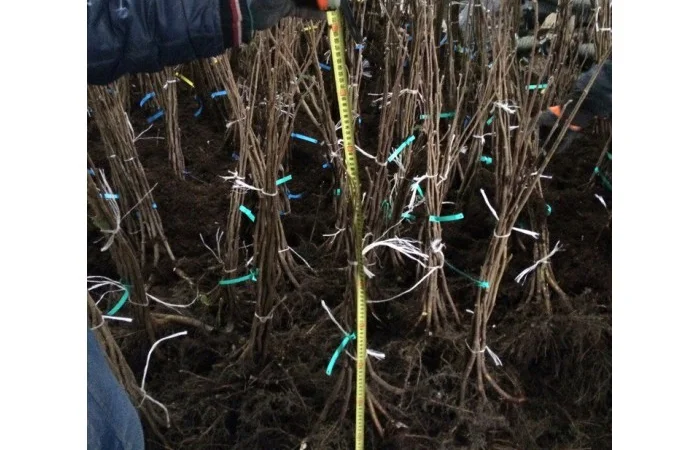 Продам саженцы фундука - фото № 1