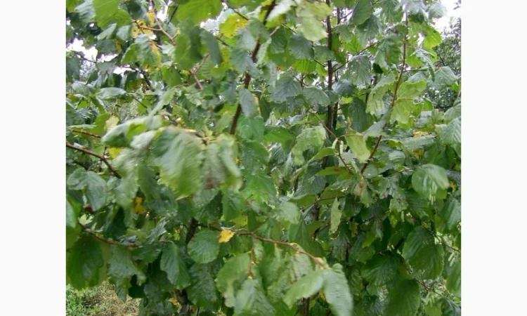 Продам Фундук Трапезунд отводки 2 х летки 80 гр, ВНИМАНИЕ продажа осень 2020. Звоните - фото № 1