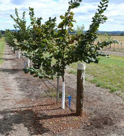 Продам Фундук Шедевр отводки 2 х летки 80 гр Внимание!!! не покупайте сеянцы - фото № 1