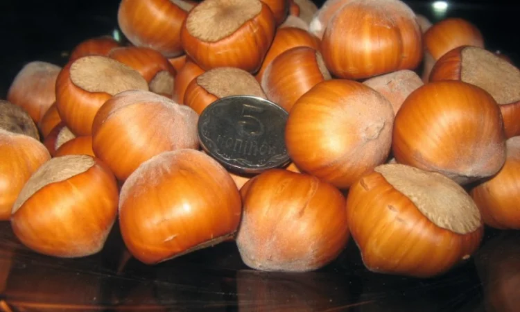 Продаю саджанцы фундука.100% отводки, сортовые - фото № 2