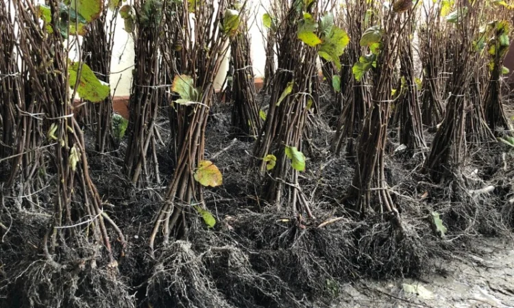 Продаю саджанцы фундука.100% отводки, сортовые - фото № 1