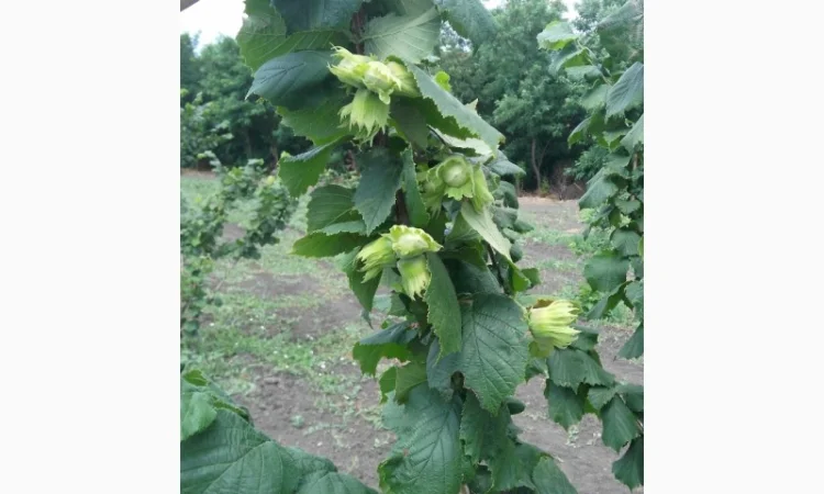 Саженцы фундука - фото № 1