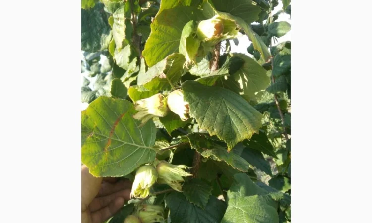 Саженцы фундука - фото № 2