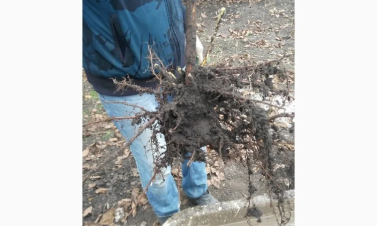 Саженцы фундука - фото № 3