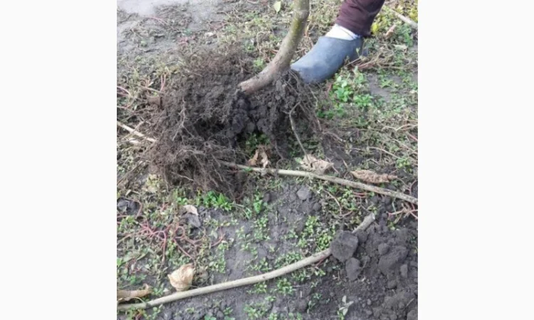 Продам садженці фундука, італійськи сорти - основний та опилювач, Дніпро - фото № 1