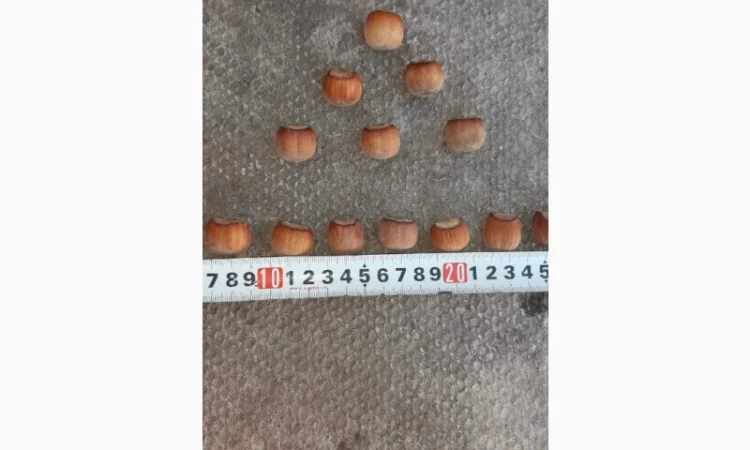 Продам садженці фундука, італійськи сорти - основний та опилювач, Дніпро - фото № 2