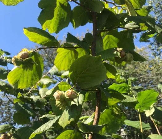 Саджанці фундука (на осінь 2024) - фото № 2