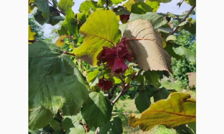 Саджанці фундука (на осінь 2024) - фото № 10