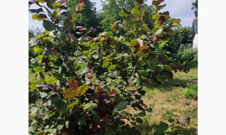 Саджанці фундука (на осінь 2024) - фото № 11