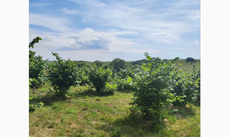 Саджанці фундука (на осінь 2024) - фото № 12