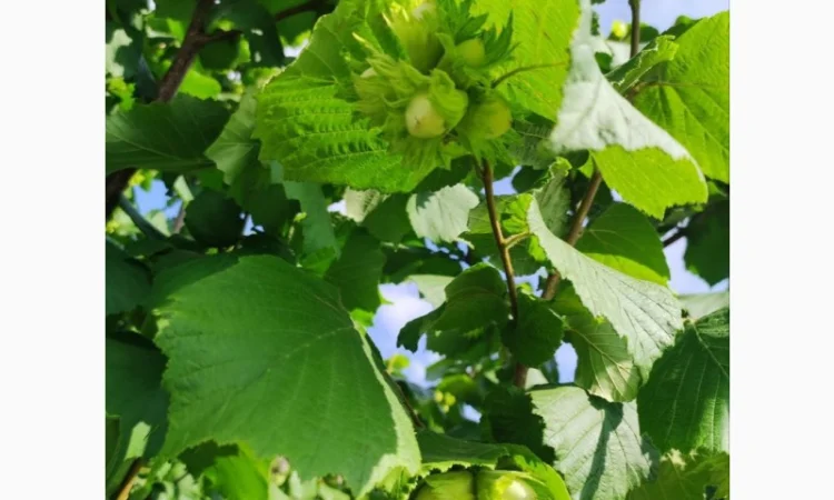 Саджанці фундука (на осінь 2024) - фото № 13