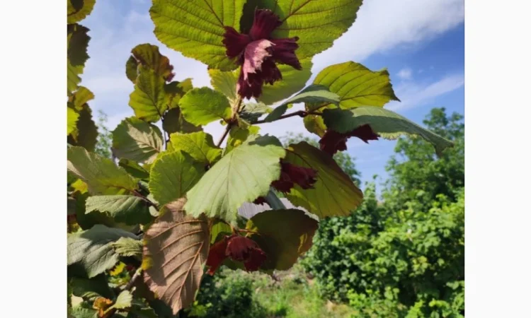 Саджанці фундука (на осінь 2024) - фото № 14