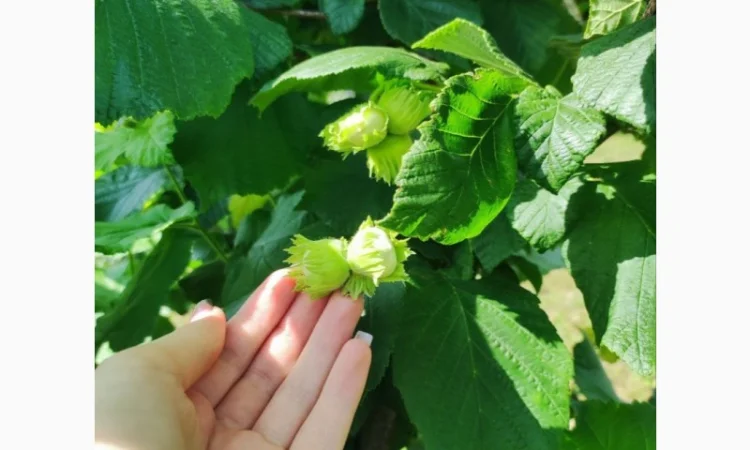 Саджанці фундука (на осінь 2024) - фото № 15