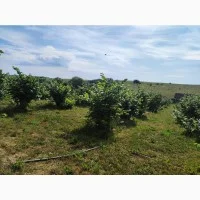 Саджанці фундука (на осінь 2024) - фото № 16